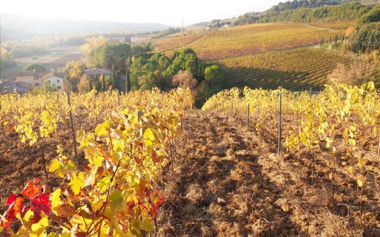 Chianti wine making